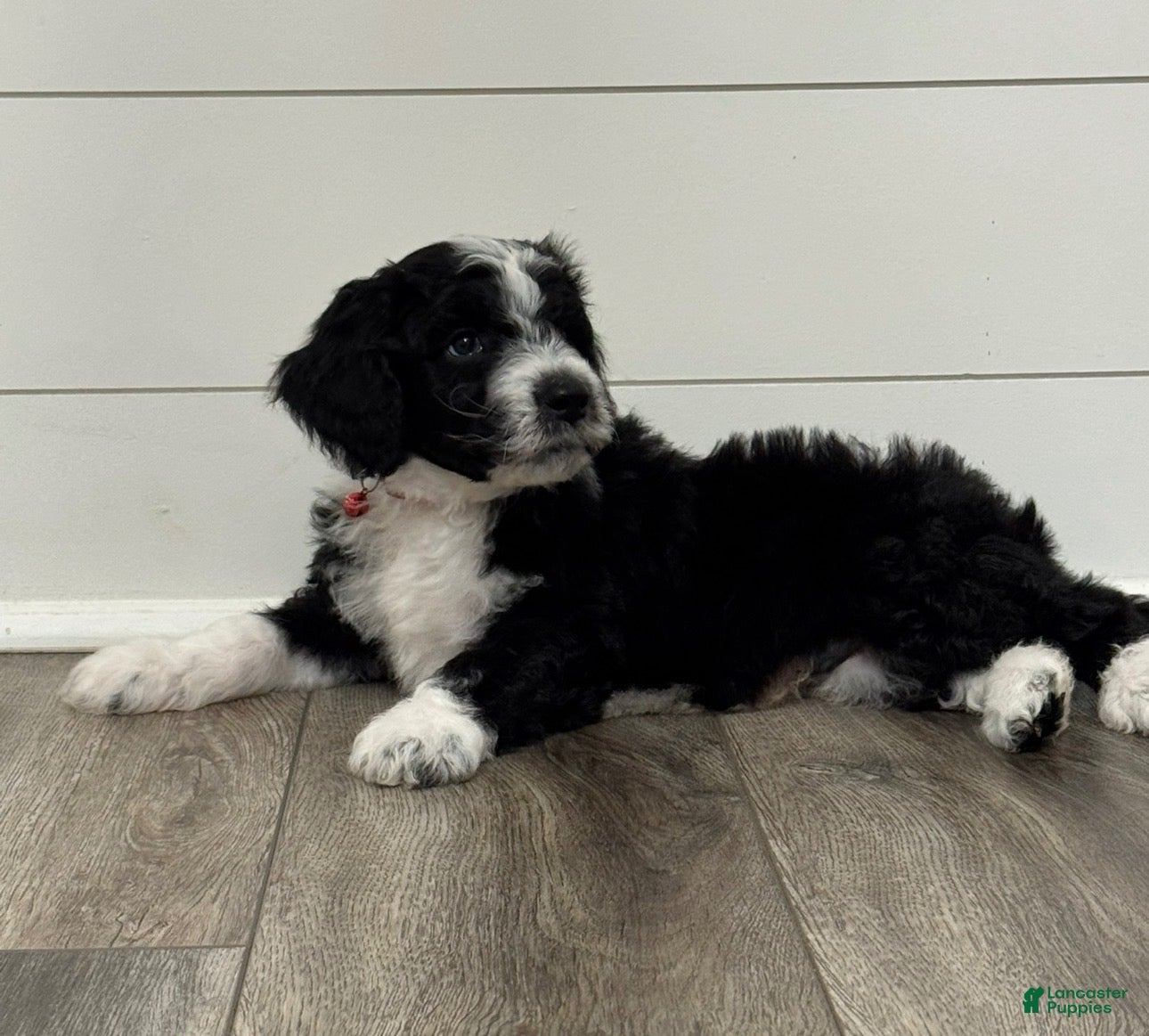 Aussiedoodle dogs for sale: Aladdin - Ad 22