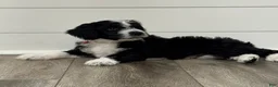 Aussiedoodle dogs for sale: Aladdin - Ad 1
