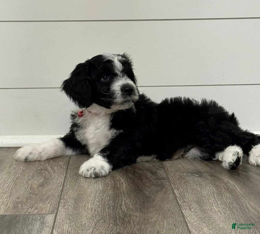 Aussiedoodle dogs for sale: Aladdin - Ad 1