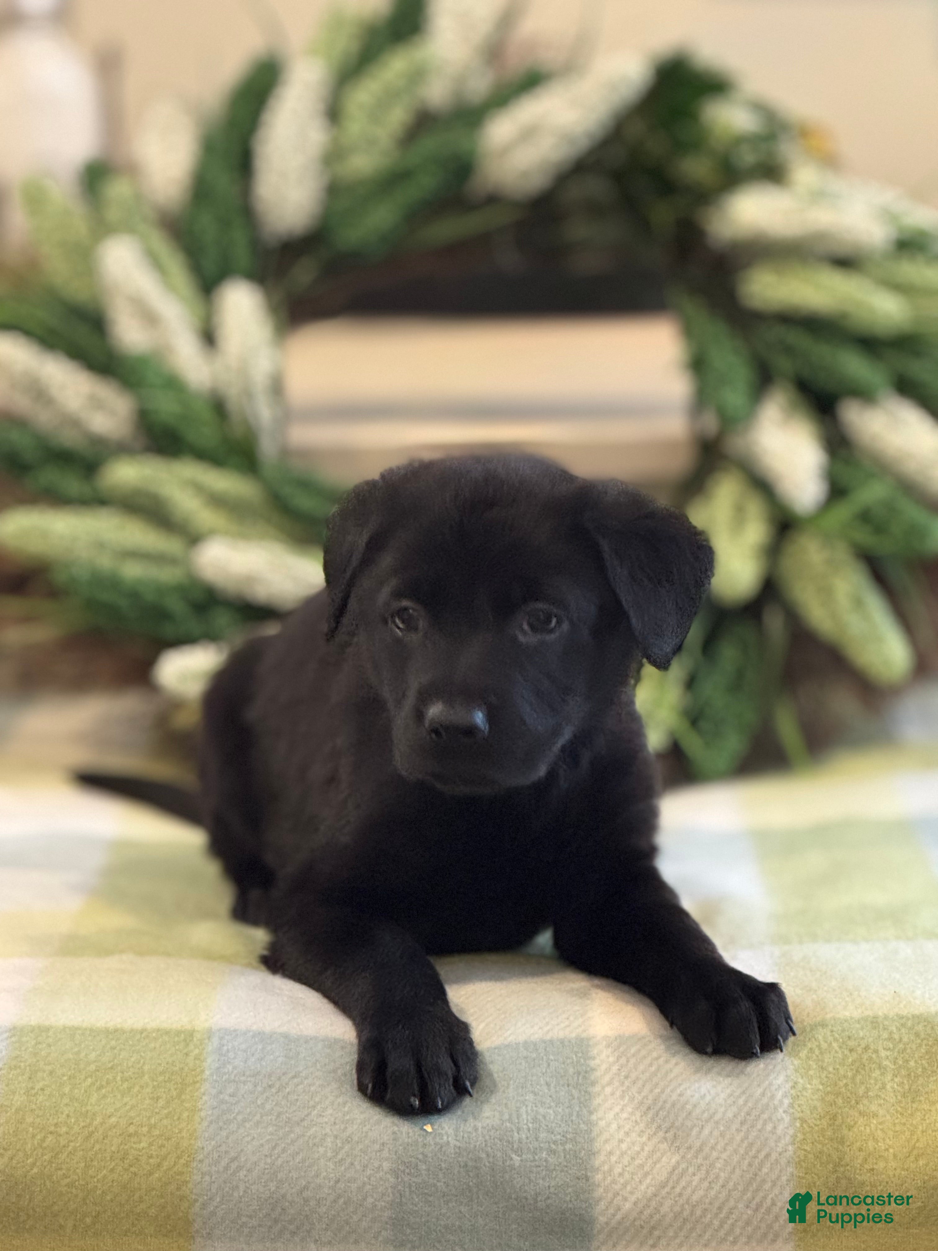 Mixed Breed dogs Firefly's Unity - Ad 1