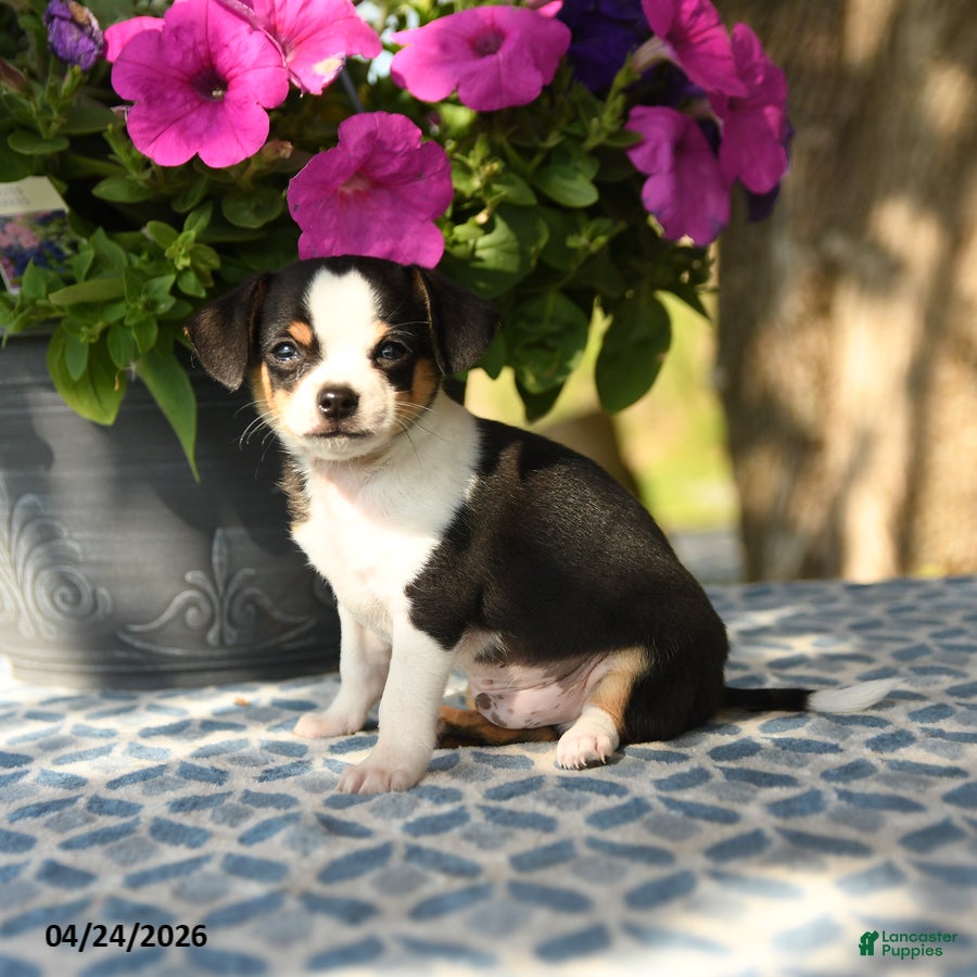 Chihuahua dogs Reagan - Ad 2