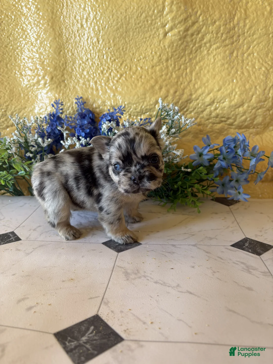 French Bulldog dogs for sale: French Bulldog Puppy 3 Nina - Ad 3