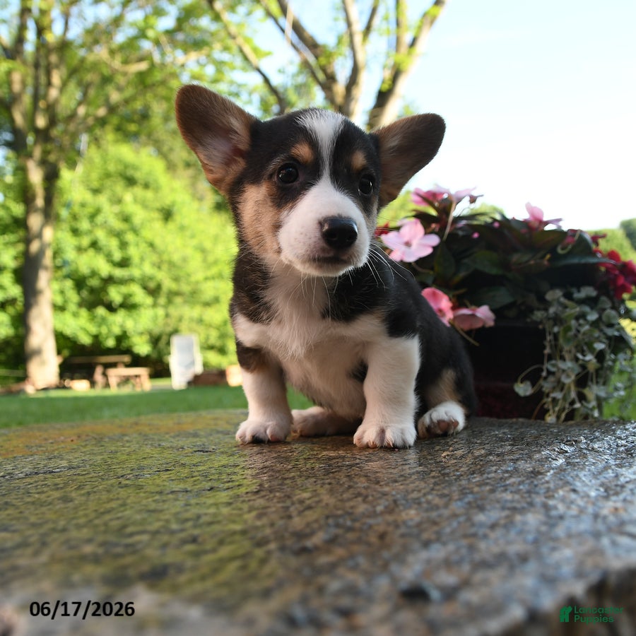 Welsh Corgi Pembroke dogs Renegade - Ad 1