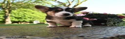 Welsh Corgi Pembroke dogs for sale: Renegade - Ad 1