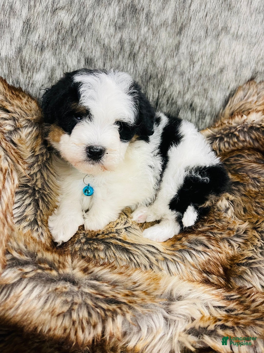 Mixed Breed dogs for sale: Mini Bernedoodle male #1 - Ad 1