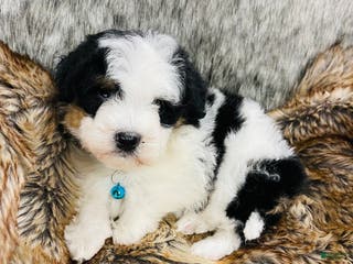 Mixed Breed dogs Mini Bernedoodle male #1 - Ad 24