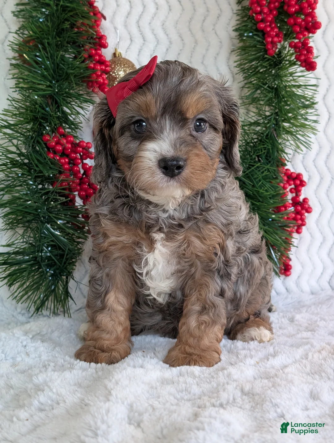 Cavapoo dogs for sale: Asher - Ad 17