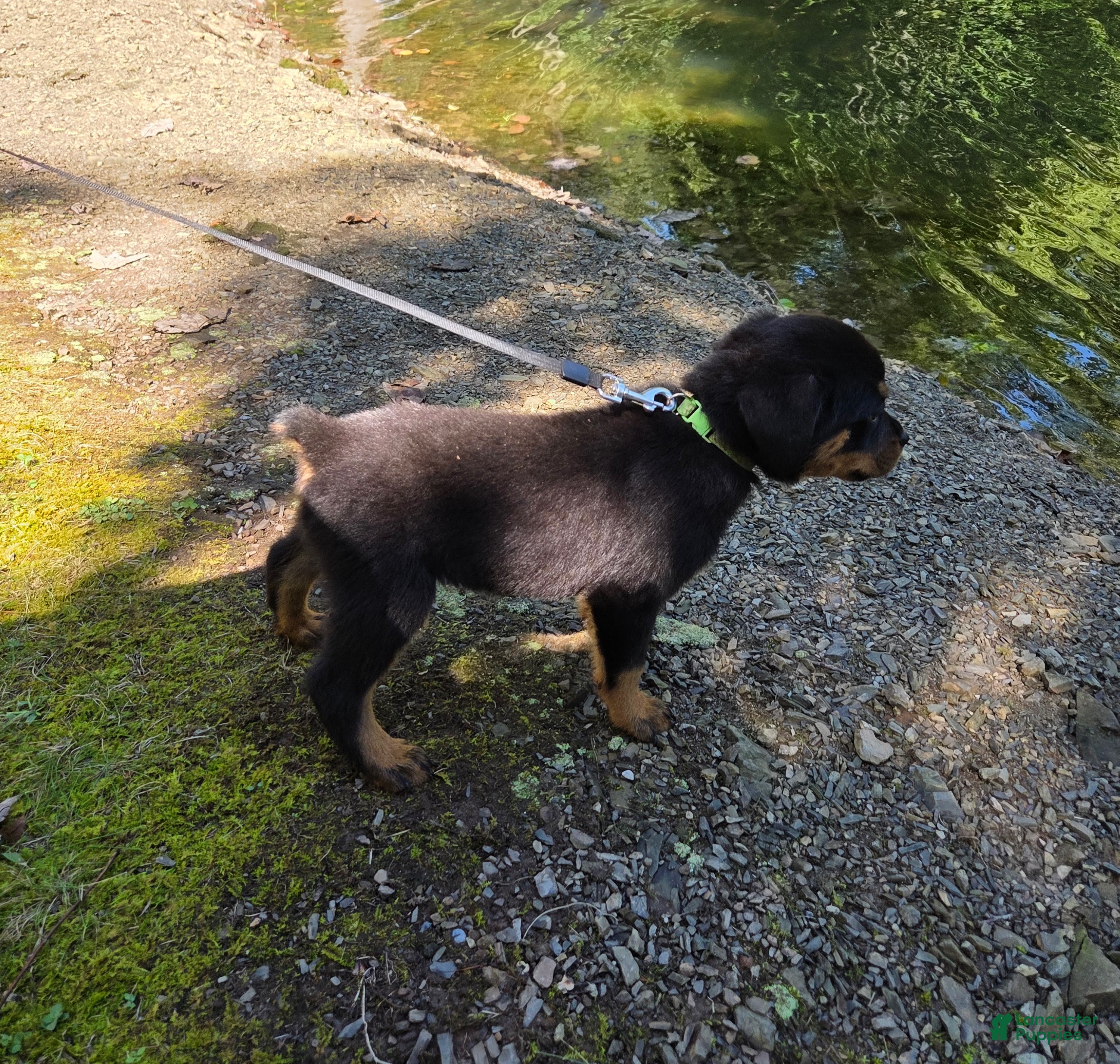 Rottweiler dogs Clover - Ad 1