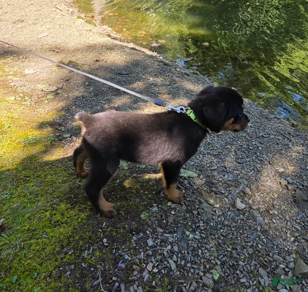 Rottweiler dogs for sale: Clover - Ad 1