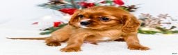 Cavalier King Charles Spaniel dogs for sale: Tiny Tim - Ad 3