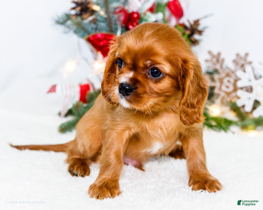 Cavalier King Charles Spaniel dogs for sale: Tiny Tim - Ad 3