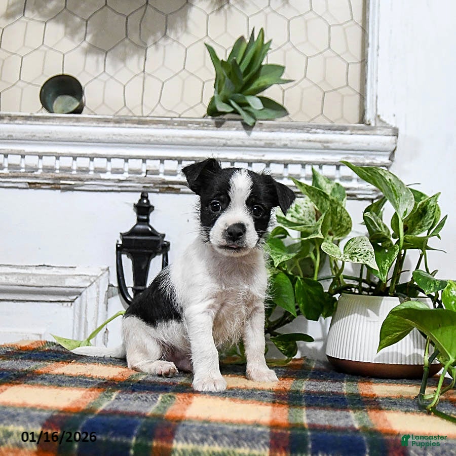 Mixed Breed dogs Harper - Ad 2