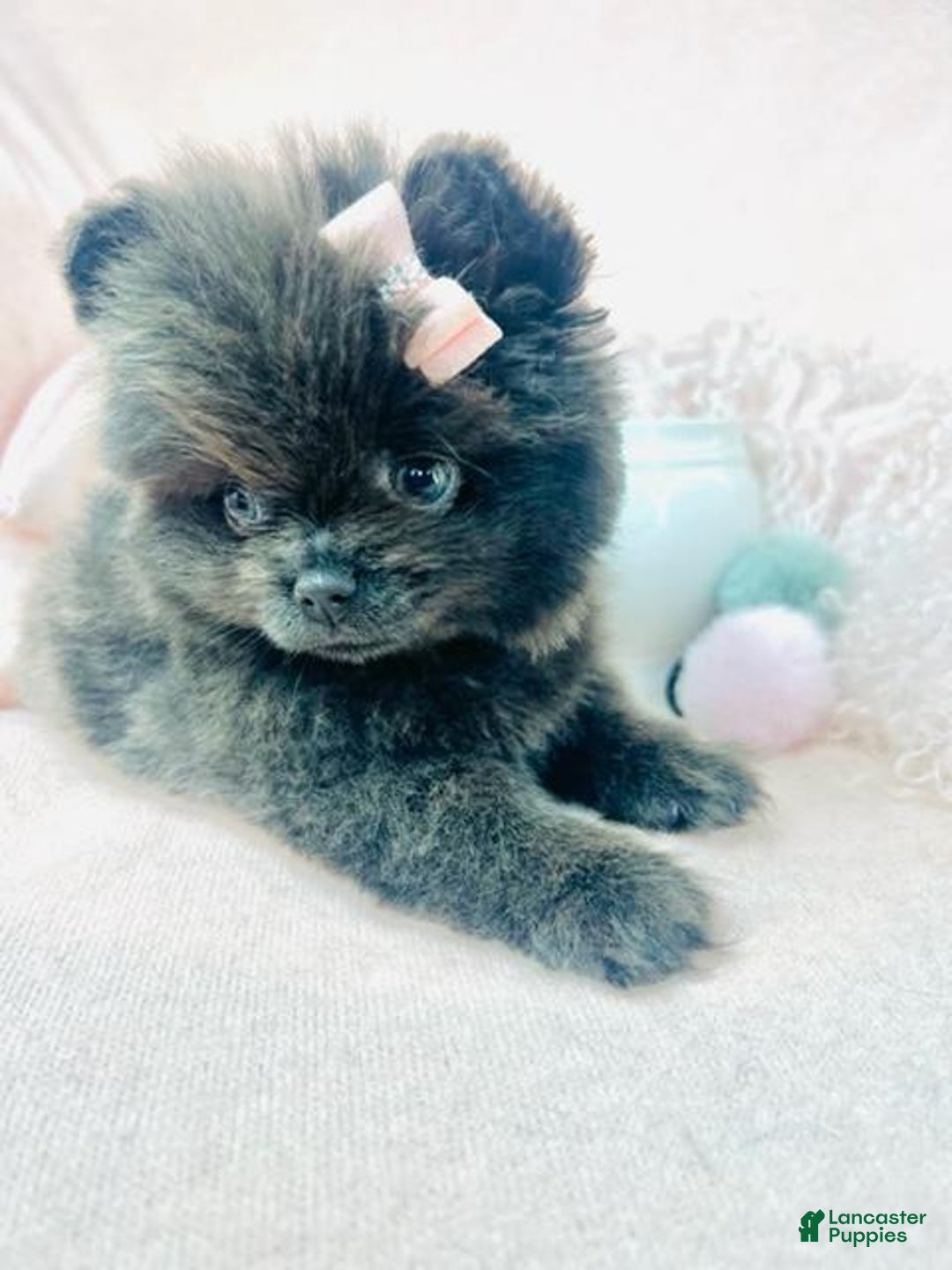 Miniature Poodle dogs for sale: Miniature Poodle Puppy 4 - Ad 2