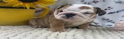 English Bulldog dogs for sale: Rosie - Ad 3