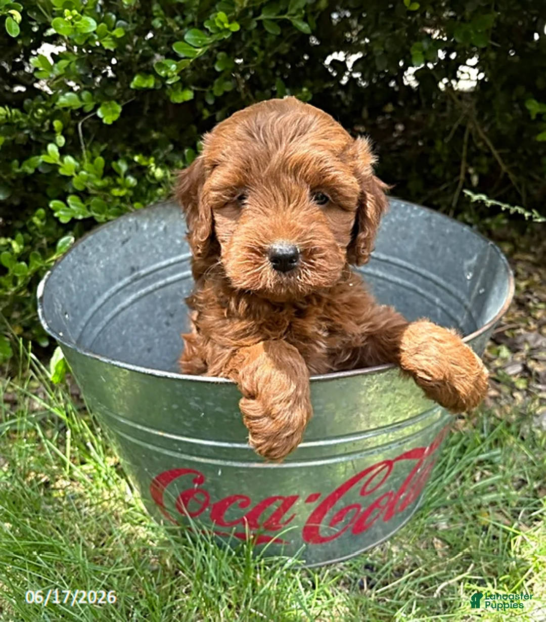 Mini Goldendoodle dogs for sale: Billie - Ad 1