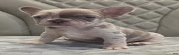 French Bulldog dogs for sale: French Bulldog 6 - Ad 2