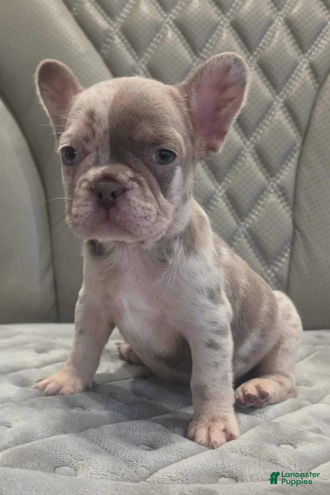 French Bulldog dogs for sale: French Bulldog 6 - Ad 2