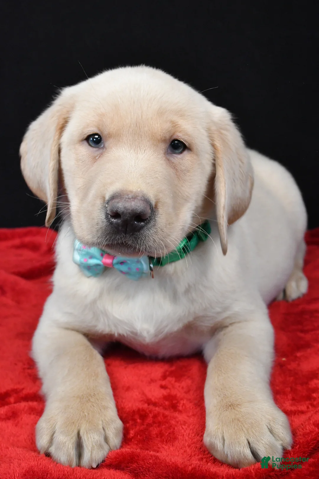 Labrador Retriever dogs for sale: Ranger - Ad 4