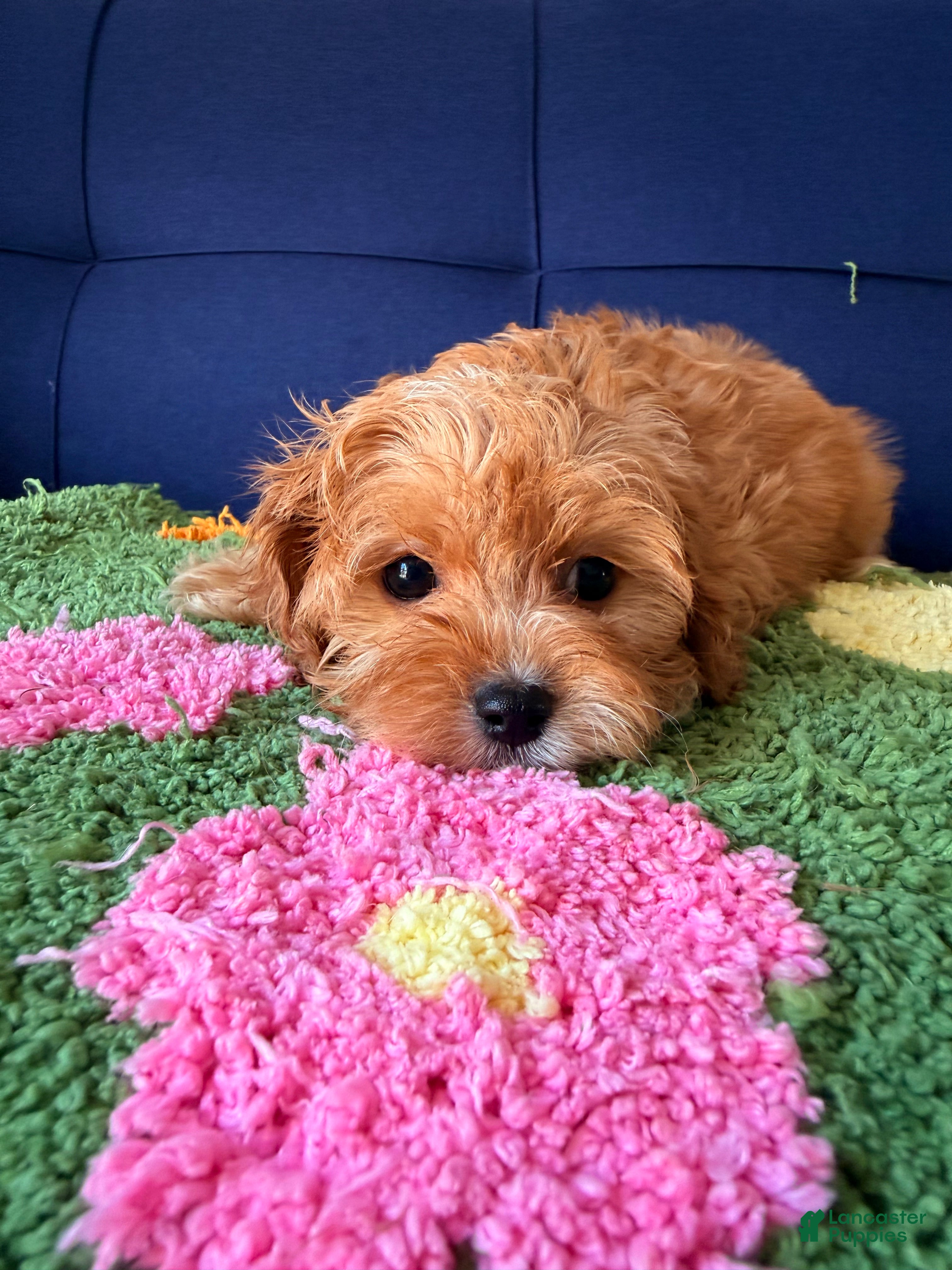 Cavapoo dogs toby - Ad 2
