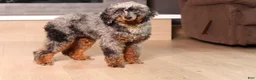 Miniature Poodle dogs for sale: Jasper (AKC) - Ad 5