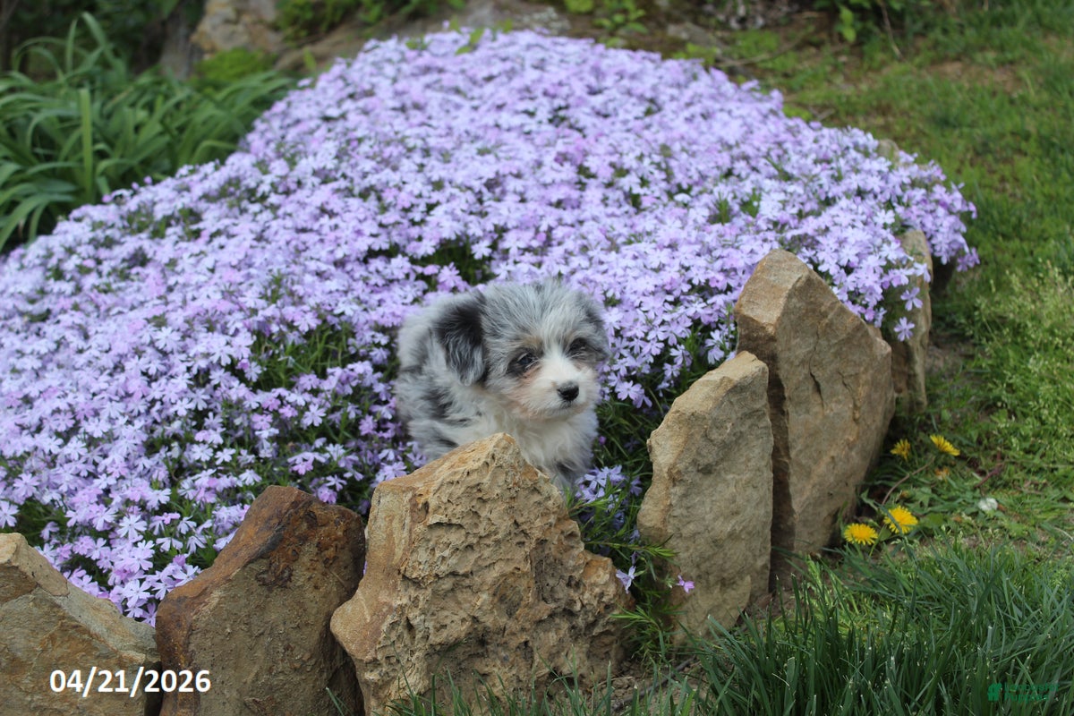 Corgipoo dogs Dolly - Ad 2