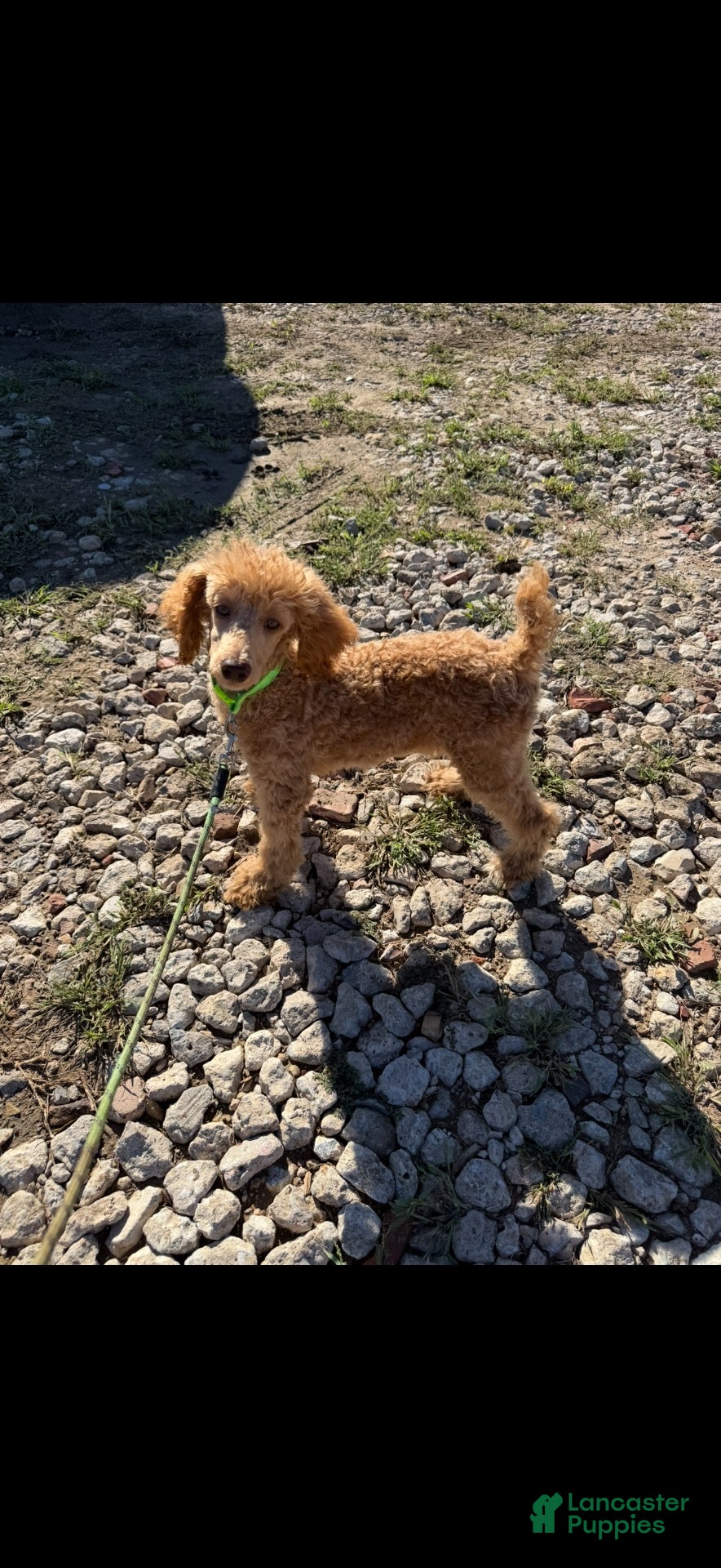 Standard Poodle dogs for sale: Akc Clear 🧬 Tested Red Phantom bb 💙- Small Moyen - Ad 2