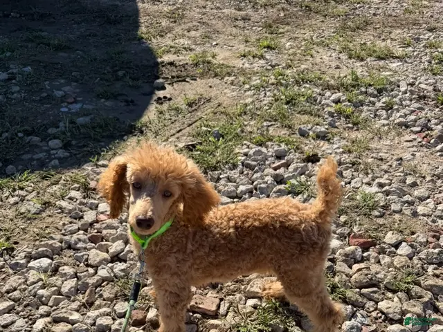 Standard Poodle dogs for sale: Akc Clear 🧬 Tested Red Phantom bb 💙- Small Moyen - Ad 2