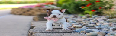 Sammy