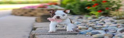 Boston Terrier dogs for sale: Sammy - Ad 1