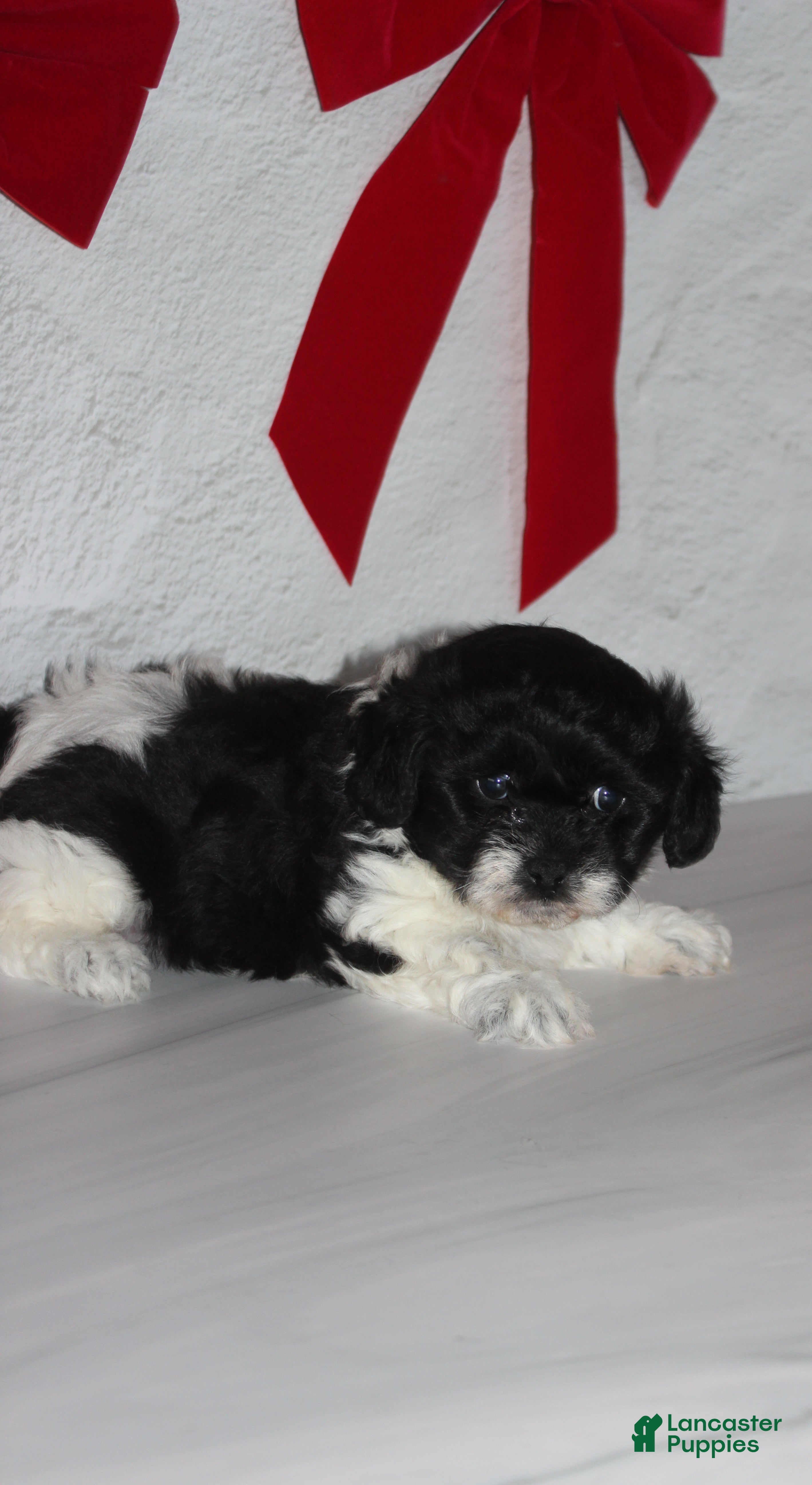 Teddy Bear dogs for sale: Bells - Ad 2