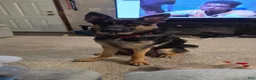 German Shepherd dogs for sale: German Shepherd Puppy 1 - Ad 4