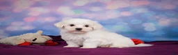 Maltese dogs for sale: Peanut - Ad 6