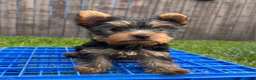 Yorkshire Terrier dogs for sale: AKC Yorkshire Terrier Puppy 3 - Ad 2