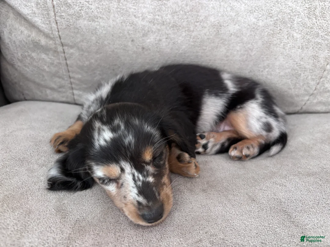 Miniature Dachshund dogs for sale: Miette - Ad 2