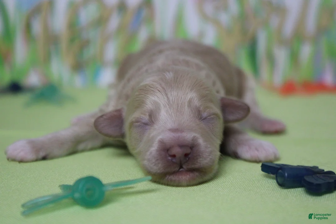 Havapoo dogs for sale: charlie  - Ad 2