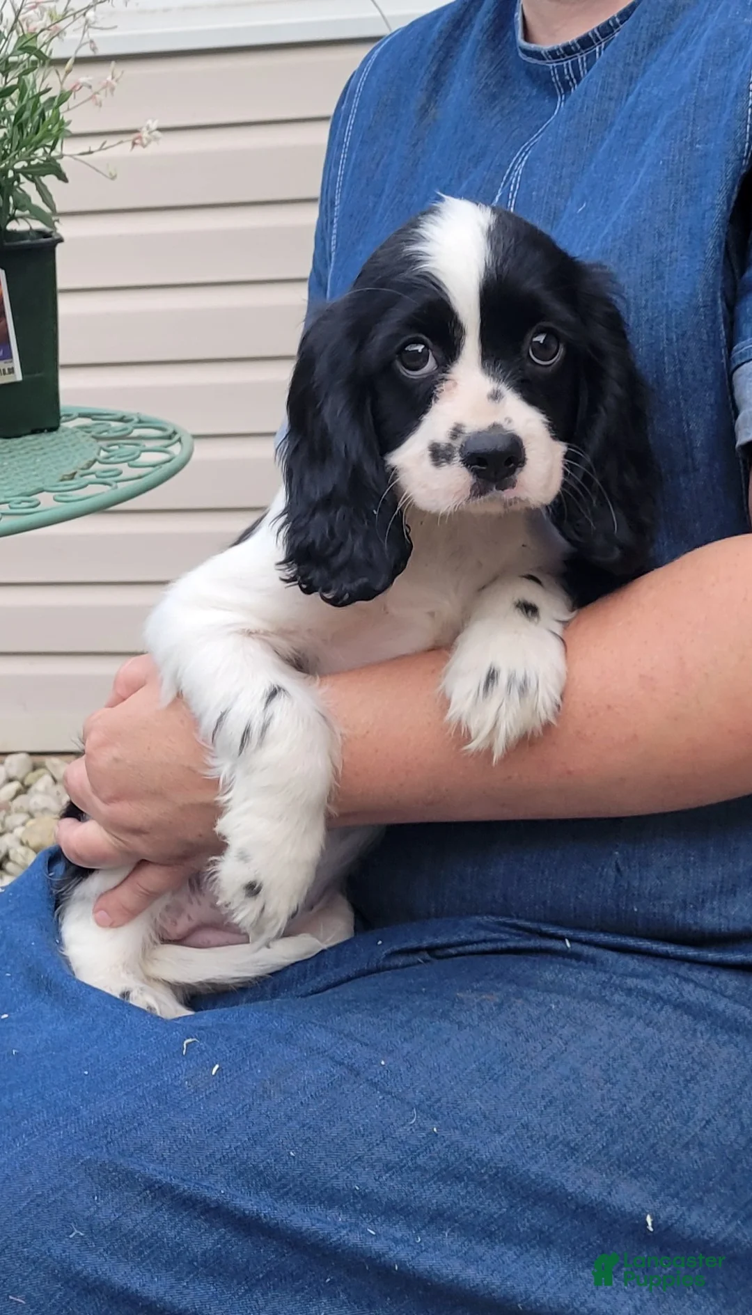 Mixed Breed dogs for sale: Skippy - Ad 2