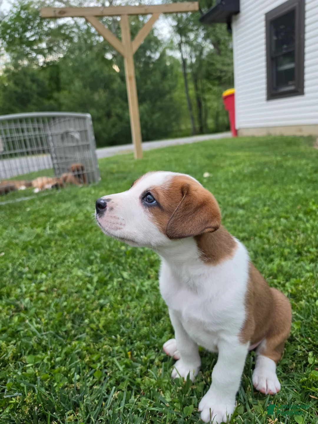 Mixed Breed dogs for sale: Flash - Ad 7