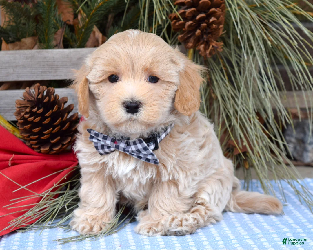 Maltipoo dogs for sale: Moe - Ad 5