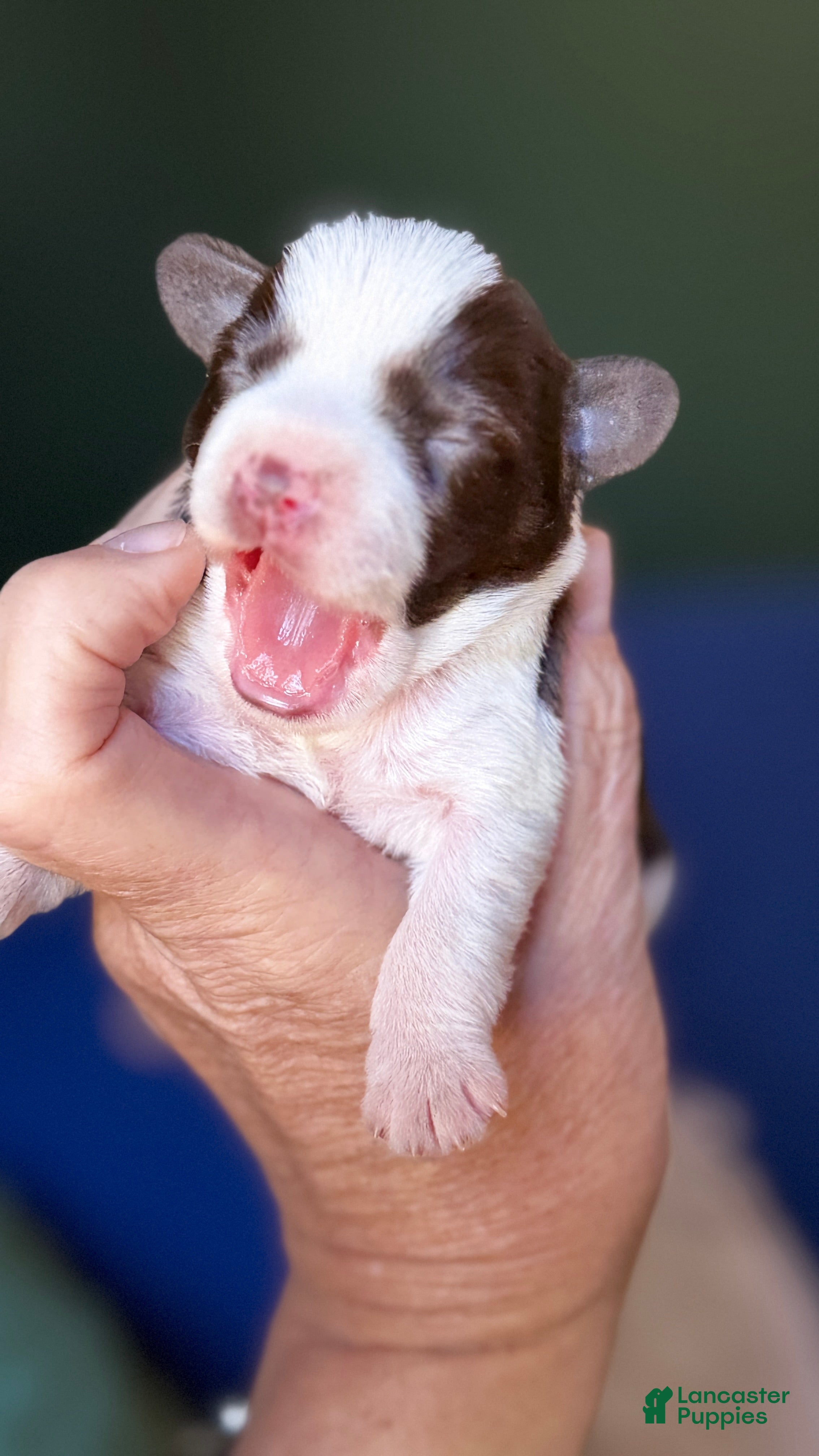 Miniature Schnauzer dogs for sale: Miniature Schnauzer Choco parti ESA lines  - Ad 1