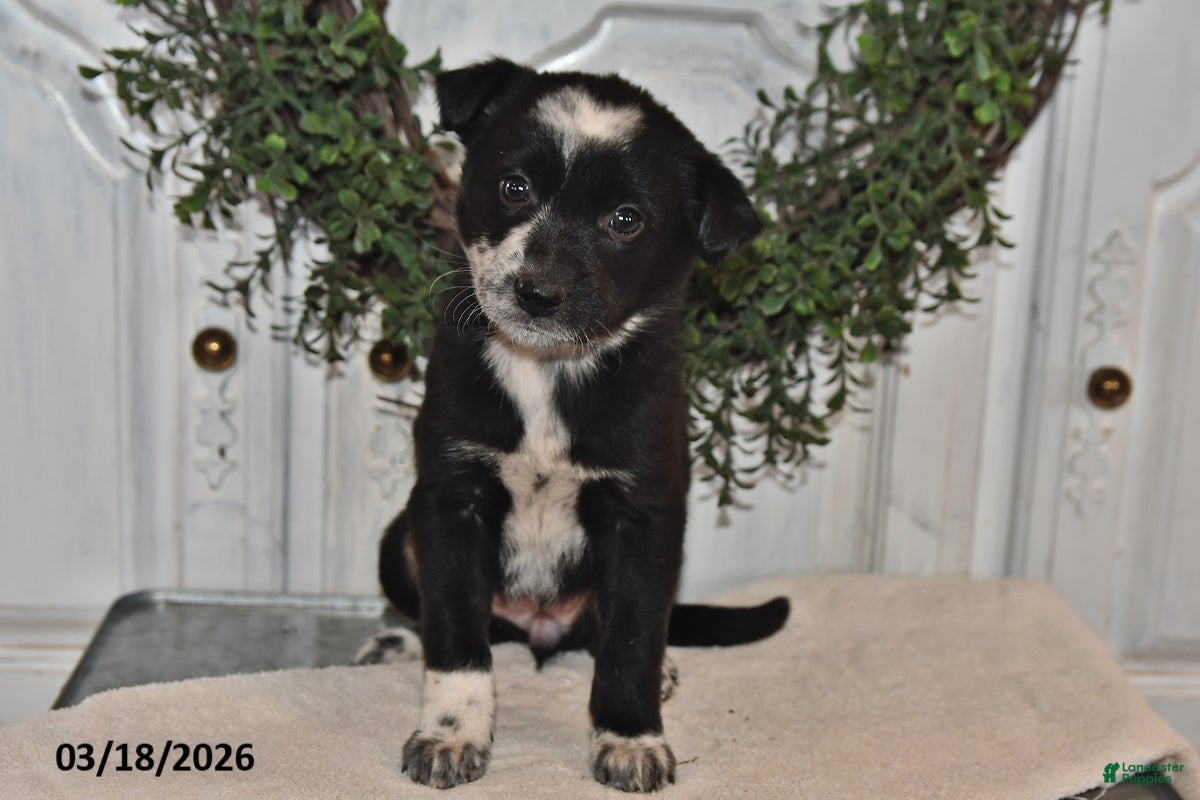 Mixed Breed dogs Joey - Ad 1