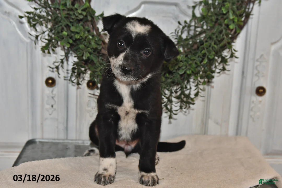 Mixed Breed dogs for sale: Joey - Ad 1