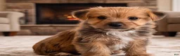 Morkie dogs for sale: Riley - Ad 8