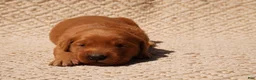 Golden Retriever dogs for sale: Daisy -AKC, Genetically Clear - Ad 83