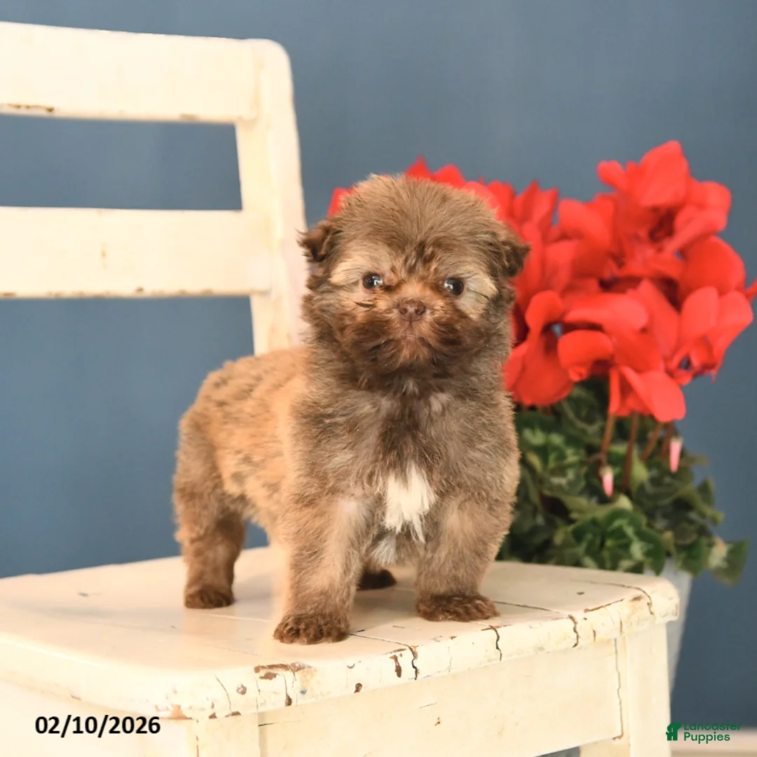 Havanese dogs for sale: Peanut  - Ad 3