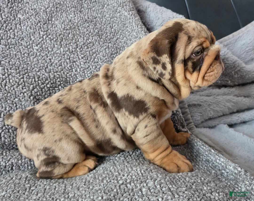 English Bulldog dogs for sale: Earl - Ad 5