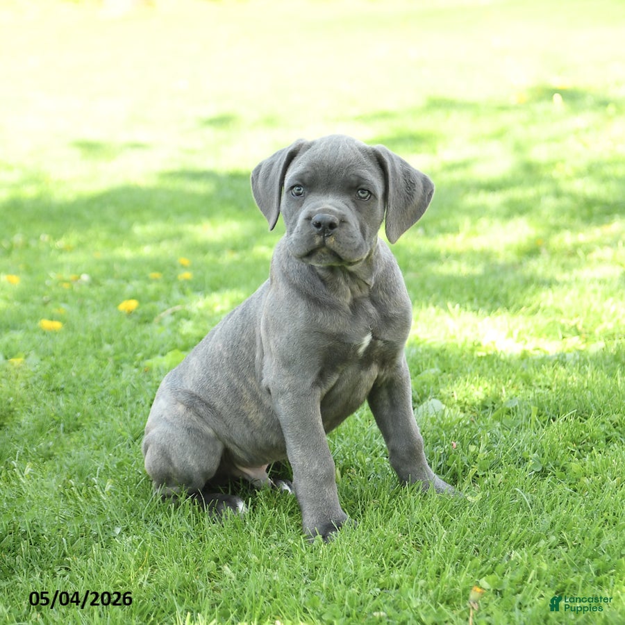Cane Corso dogs Sarge - Ad 2