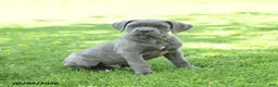 Cane Corso dogs for sale: Sarge - Ad 2