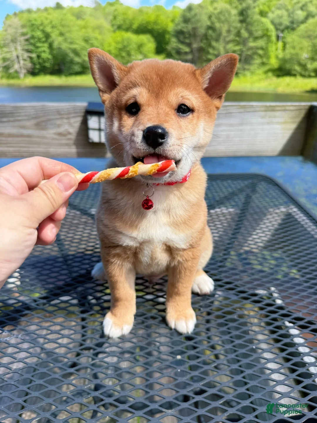 Shiba Inu dogs for sale: 🤎 Teddy 🤎 - Ad 2