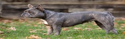 Frenchton dogs for sale: Jellybean - Ad 13