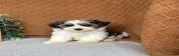 Havanese dogs for sale: Julia - Ad 3